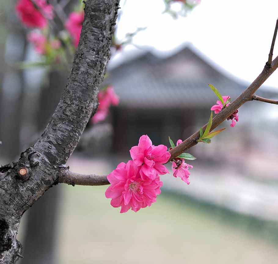 flower, spring, nature, beautiful, bee, pink, flowers, plants HD wallpaper