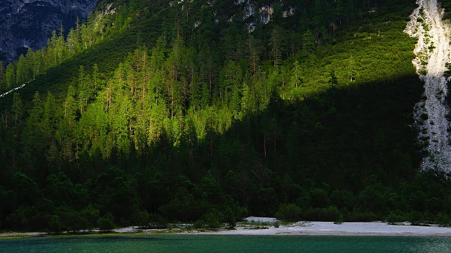 tree, plant, fir, abies, conifer, pine, outdoors, vegetation HD wallpaper