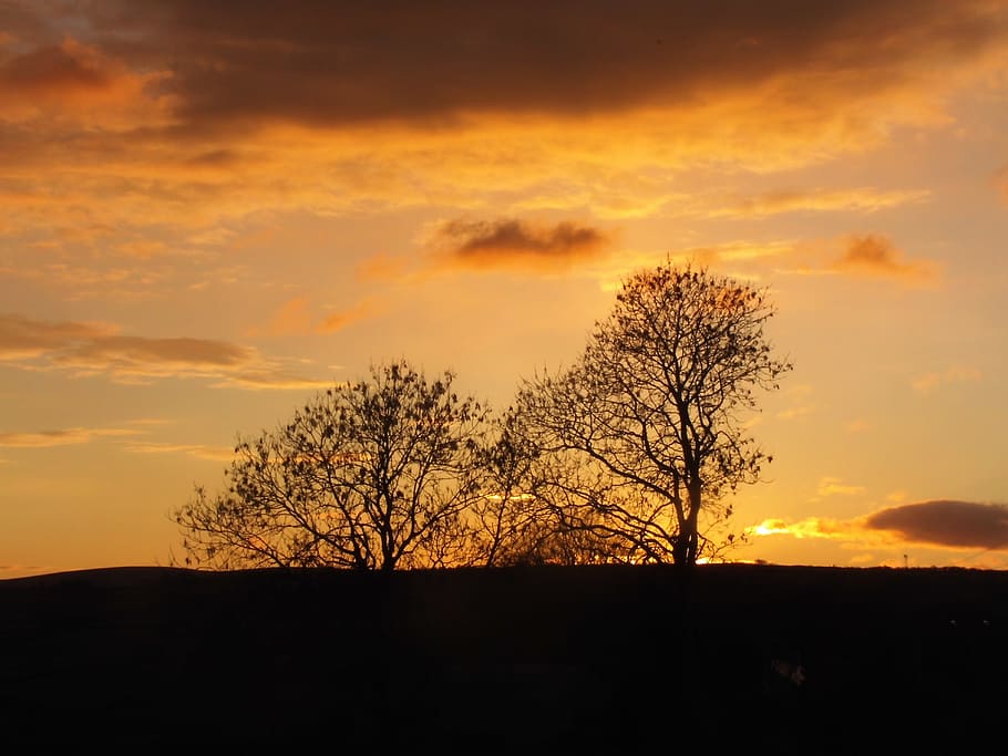 sunset, tree, summer, dawn, clouds, orange, leaves, sky, silhouette HD wallpaper