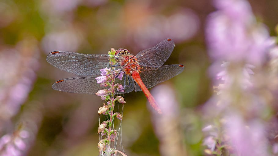 dragonfly, insect, nice, color, beautiful, summer, wings, colors HD wallpaper