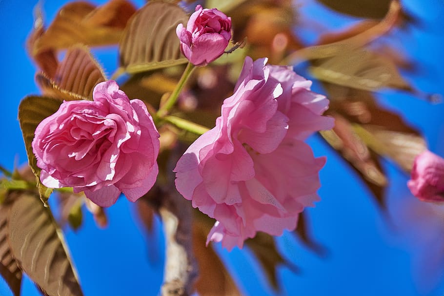 cherry, flower, spring, branch, flowering, colorful, beauty in nature HD wallpaper