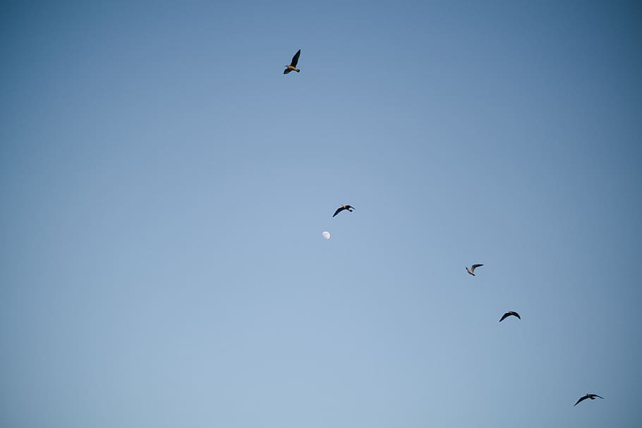 Кайт в виде птицы. Орел прямые Крылья на небе. На небе Крылья в Нижегородской области. Голубое небо с птицами рисунки.