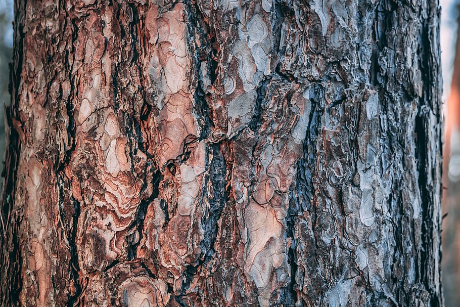 germany, münster, nature, brown, tree, blur and orange, texture HD wallpaper
