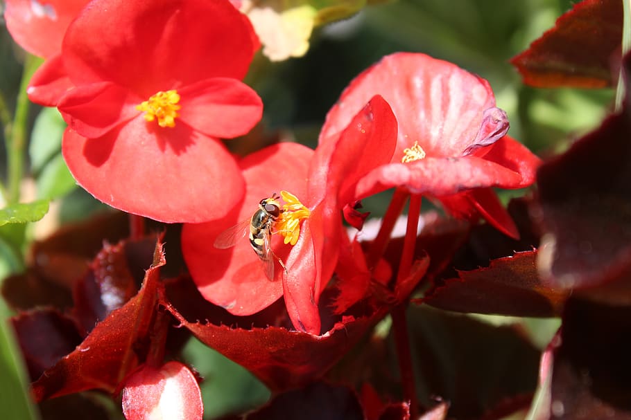 flower, bee, petals, pollen, leaves, plants, flowering plant HD wallpaper