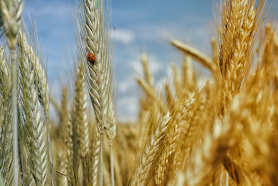 Orange Ladybug Beetle on Whey Plant, field, insect, nature, wheat HD wallpaper