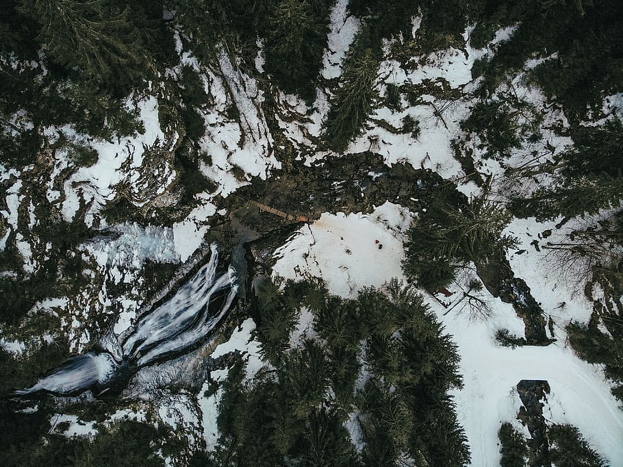 snow covered ground surrounded with pine trees, plant, beauty in nature HD wallpaper