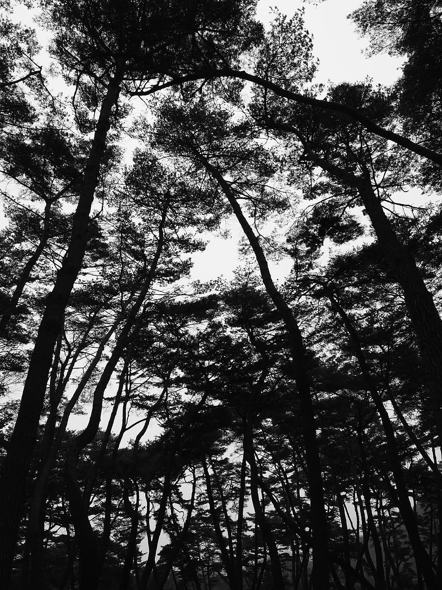 trees, forest, korea, pine, pine trees, plant, low angle view HD wallpaper