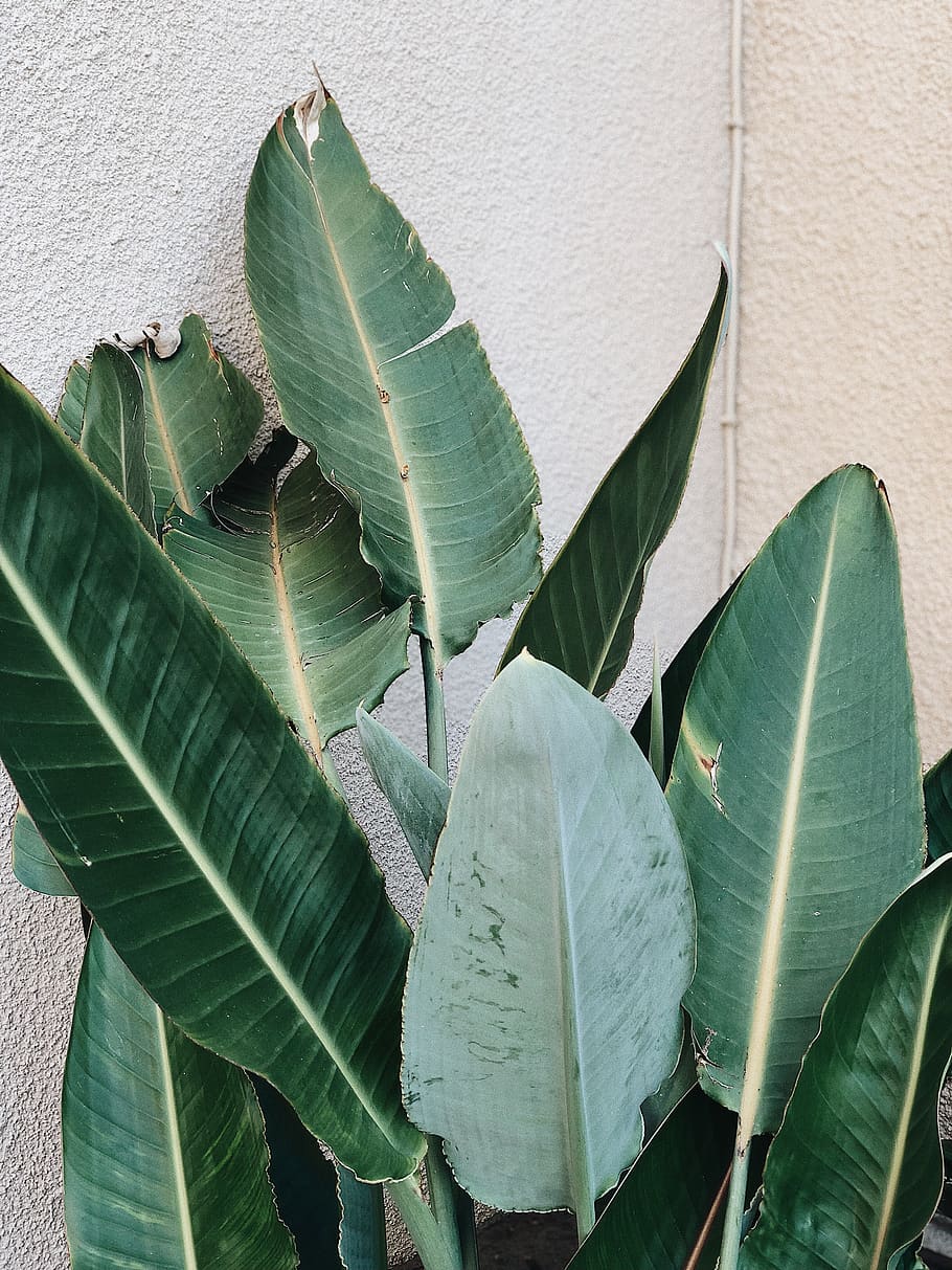 Green Leafed Plant, growth, plant part, green color, close-up HD wallpaper
