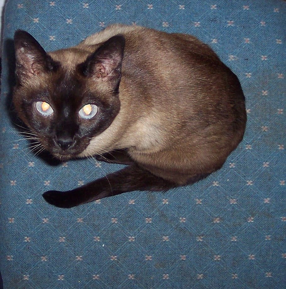 cat, siamese, sealpoint, domestic, pets, domestic animals, domestic cat HD wallpaper
