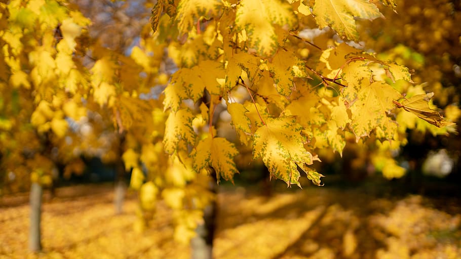 yellow leafed tree, flora, plant, mimosa, blossom, flower, conifer HD wallpaper