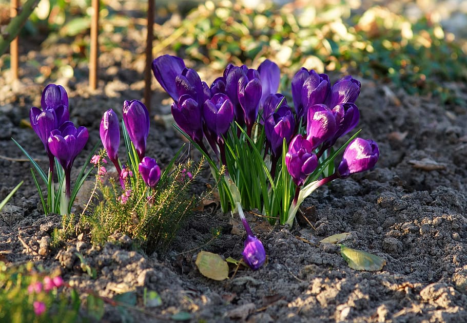 crocus, purple, spring, nature, plant, early bloomer, flowers HD wallpaper