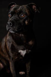 brindle dog on black background, animal, pet, mammal, canine HD wallpaper