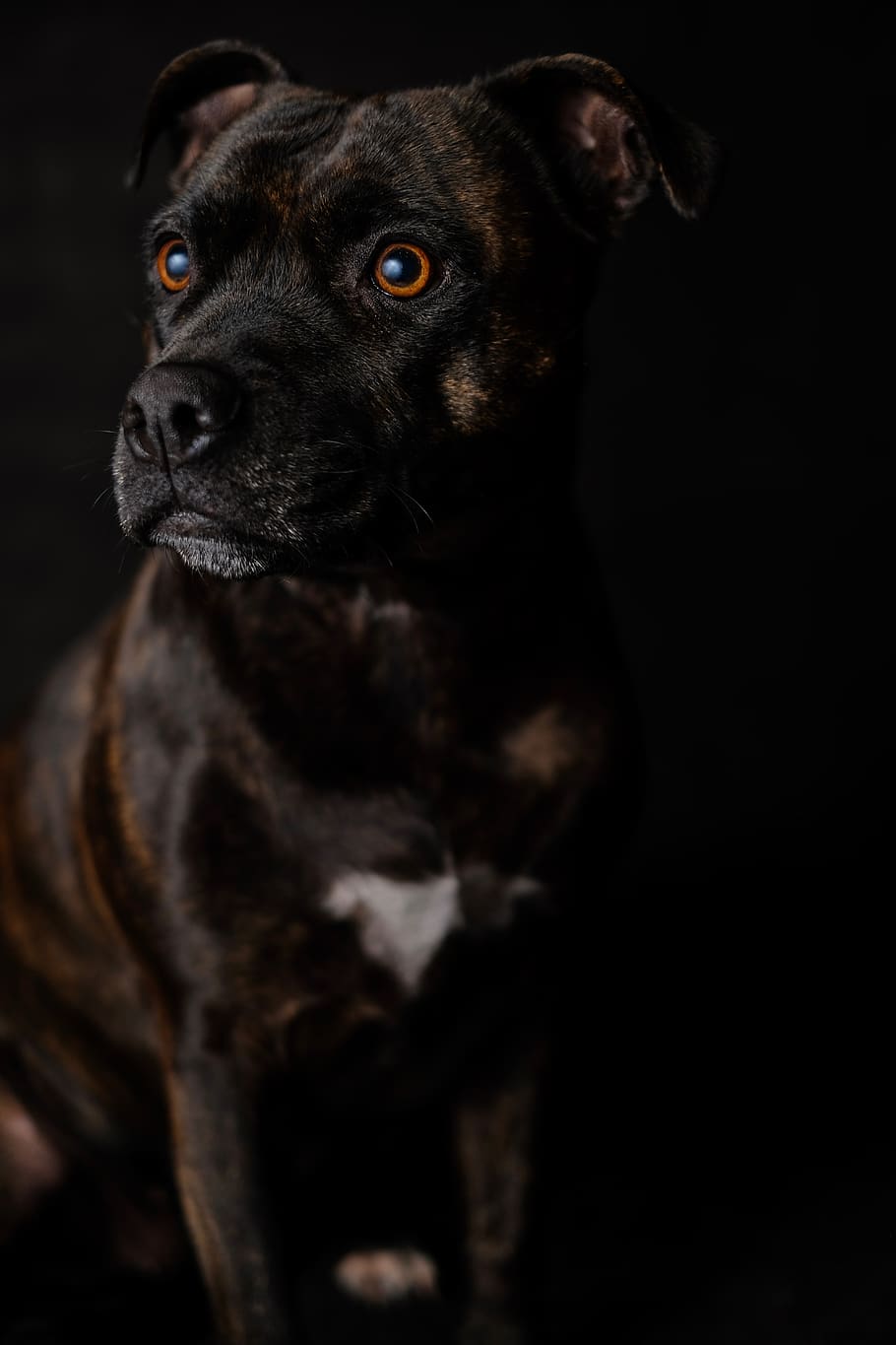 brindle dog on black background, animal, pet, mammal, canine HD wallpaper