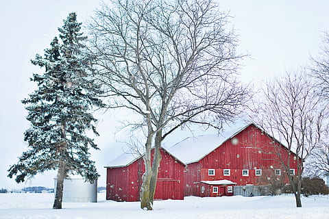 barn, red, winter, snow, pines, rural, farm, country, countryside HD wallpaper