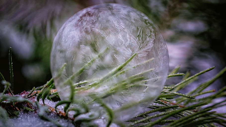 soap bubble, frozen, ice, winter, fir tree, eiskristalle, cold, HD wallpaper