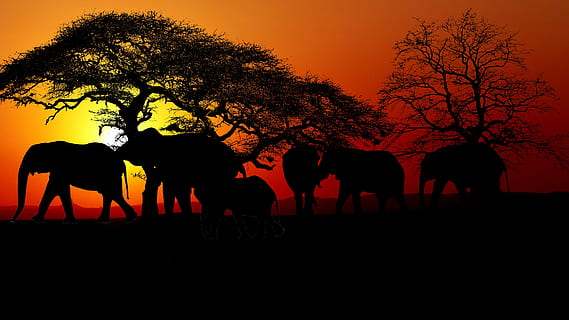 sunset, savannah, elephants, trees, mammals, nature, africa HD wallpaper