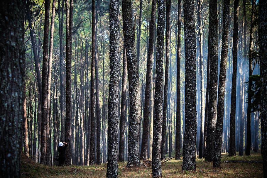 thailand, hot, forest, trees, pine, trunk, tree trunk, plant HD wallpaper