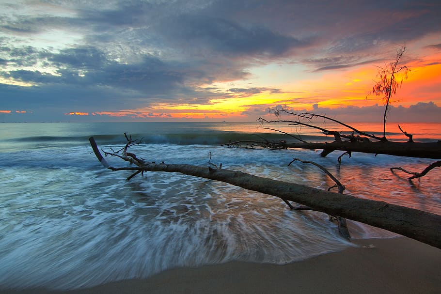 Tree Trunk on Body of Water, beach, clouds, evening, landscape HD wallpaper