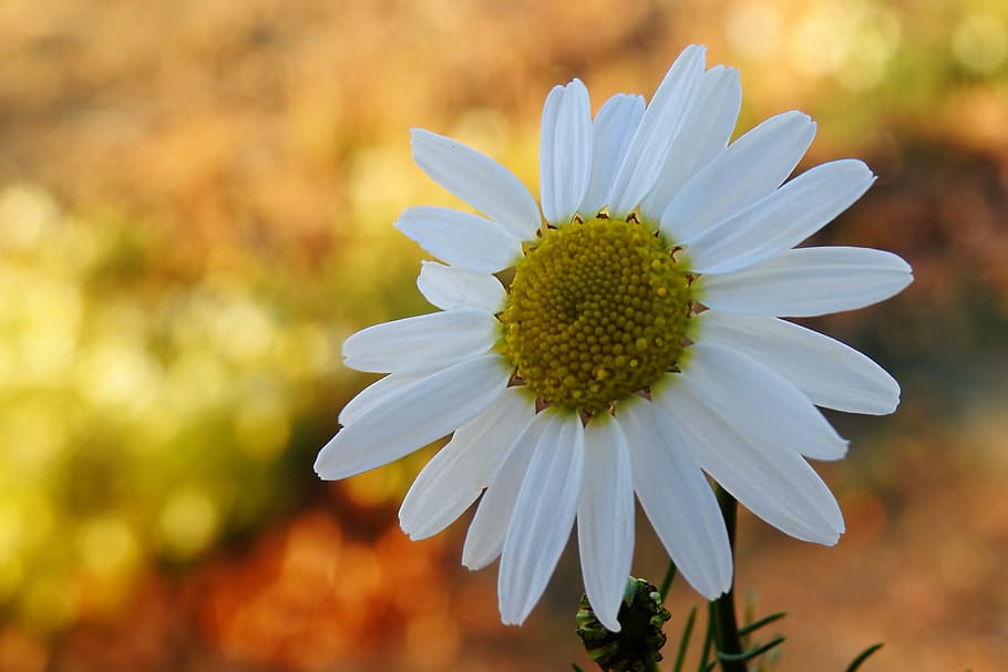 chamomile, composites, arable, autumn, roadside, flower, flowering plant HD wallpaper