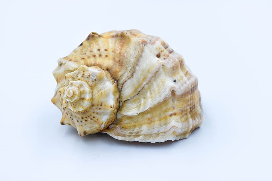 crustaceans, scallop, nature, seashell, beach, ornament, muszlowce HD wallpaper