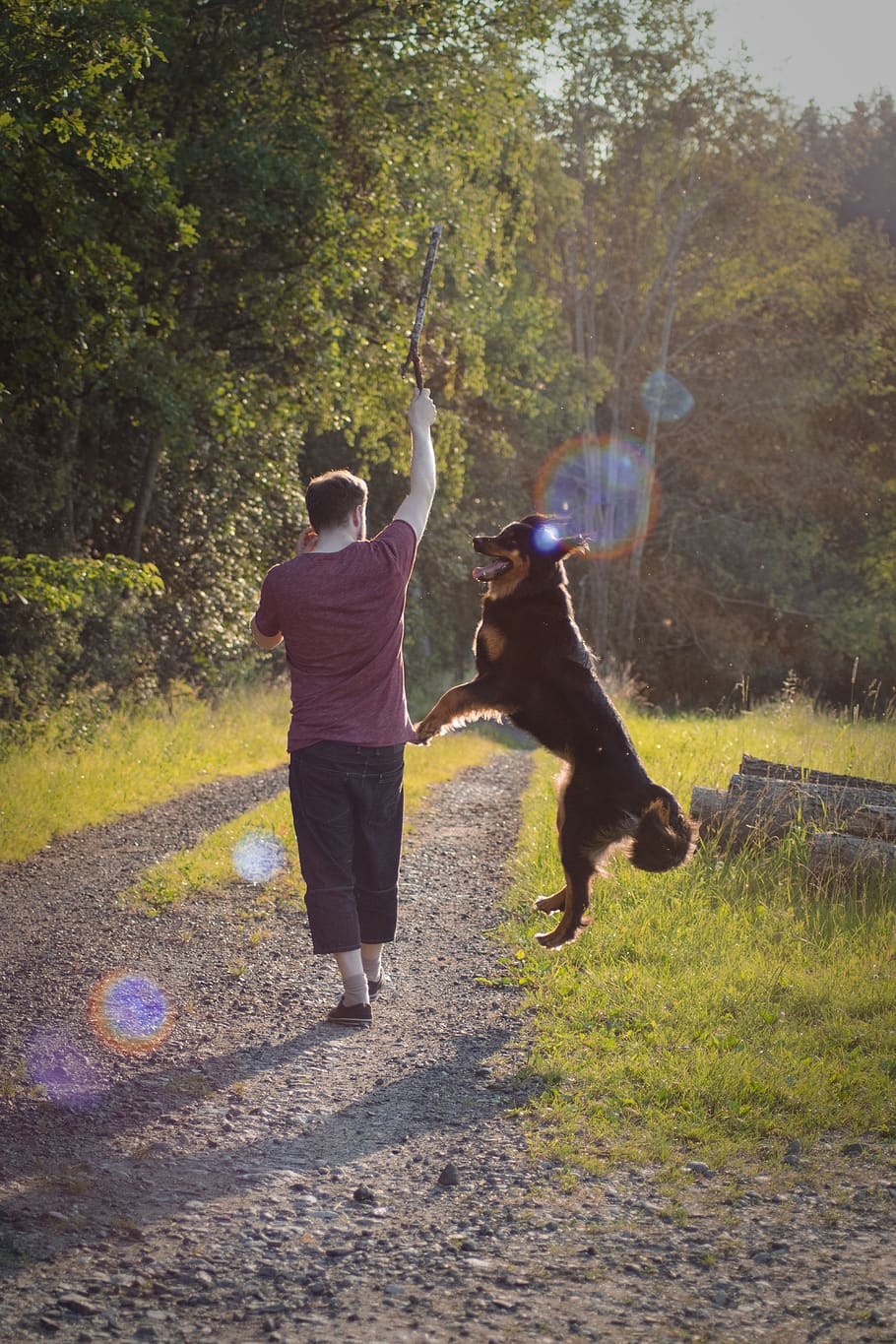 Man in Maroon T-shirt Playing With His Large Short-coated Black and Brown Dog HD wallpaper