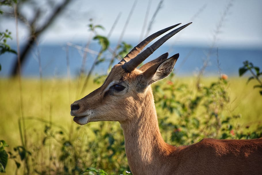 Selective Focus Photography of Brown Antelope, animal, animal photography, HD wallpaper