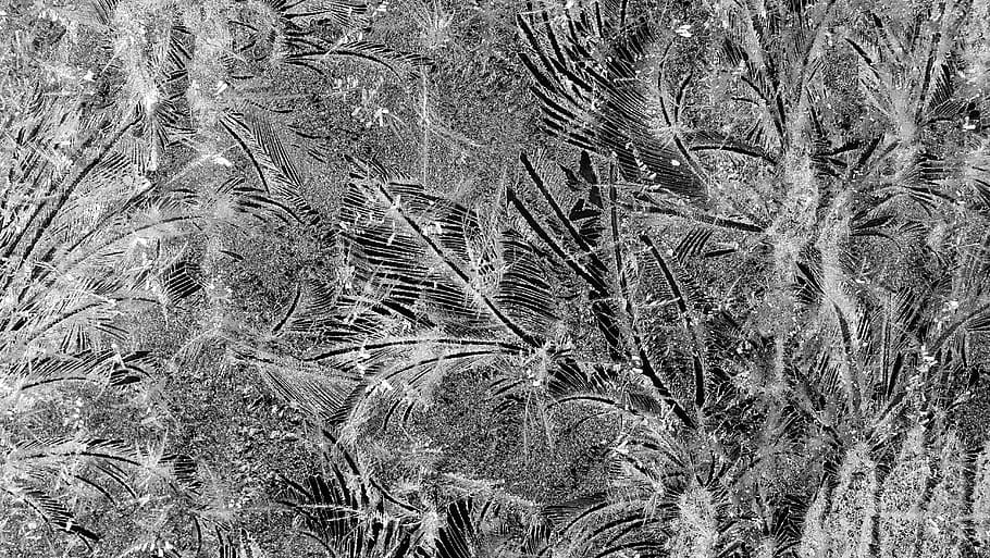 frost, winter, plant, growth, no people, nature, beauty in nature HD wallpaper