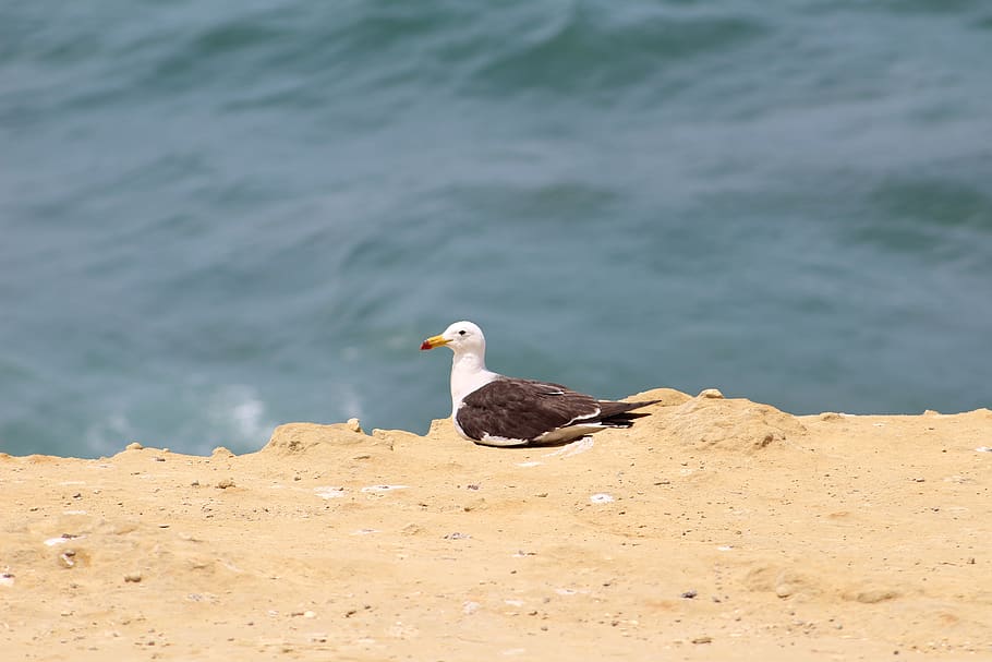 sea, costa, beach, waves, ocean, nature, blue, seagull, landscape HD wallpaper