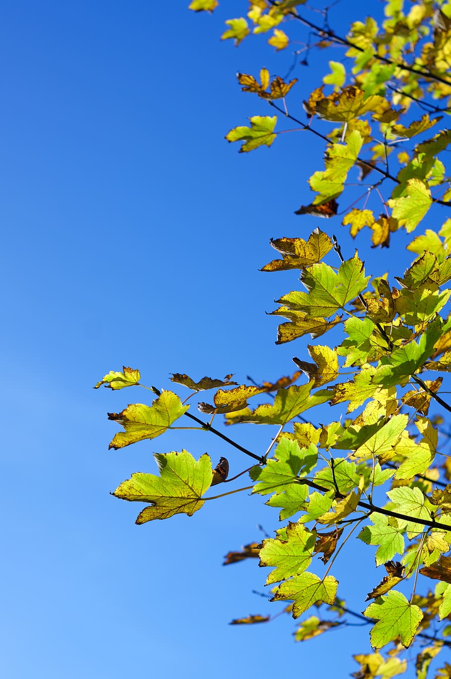 leaf, plant, tree, maple leaf, nature, oak, bright sun, blue sky HD wallpaper