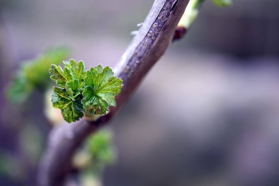 currant, engine, young shoot, leaves, branch, currant leaves HD wallpaper
