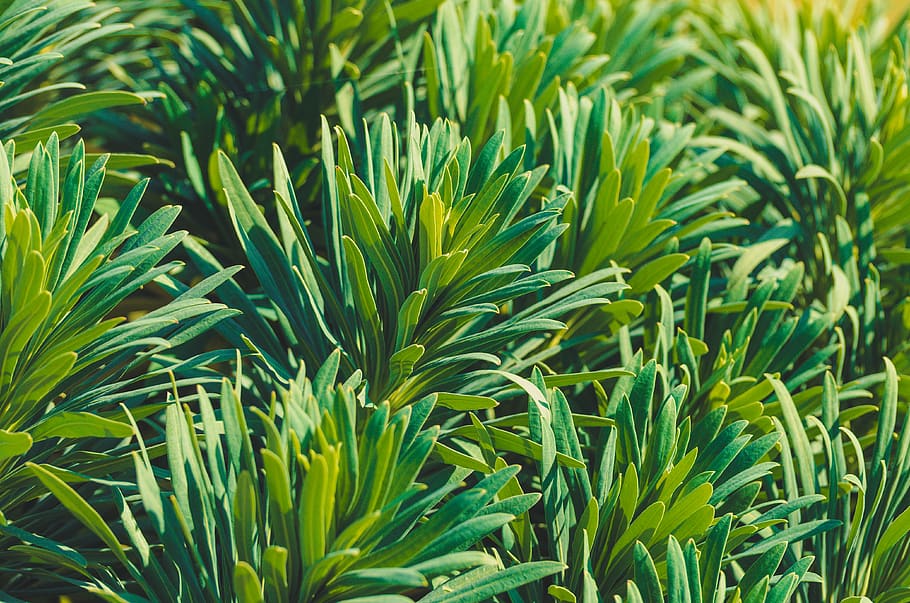 nature, green leafs, flower, growth, plant, plant part, beauty in nature HD wallpaper