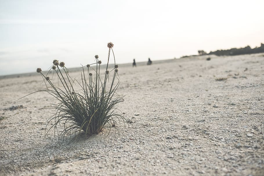 maldives, sultans, desert, plant, sand, sky, land, tranquility HD wallpaper