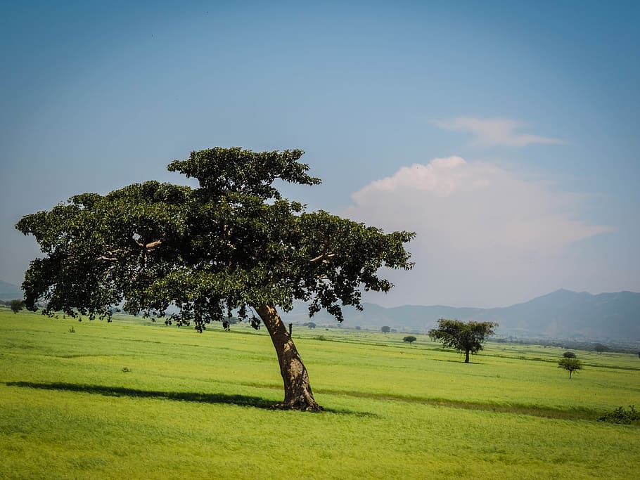 ethiopia, shashamane, plant, tree, grass, sky, field, tranquility, HD wallpaper