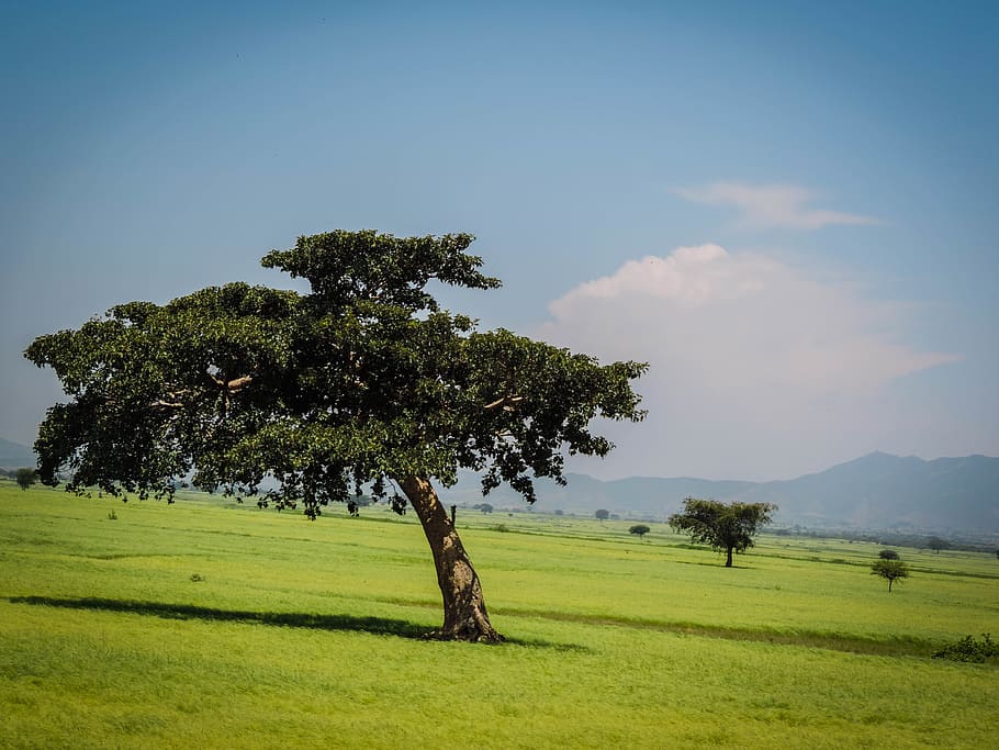 ethiopia, shashamane, plant, tree, grass, sky, field, tranquility HD wallpaper
