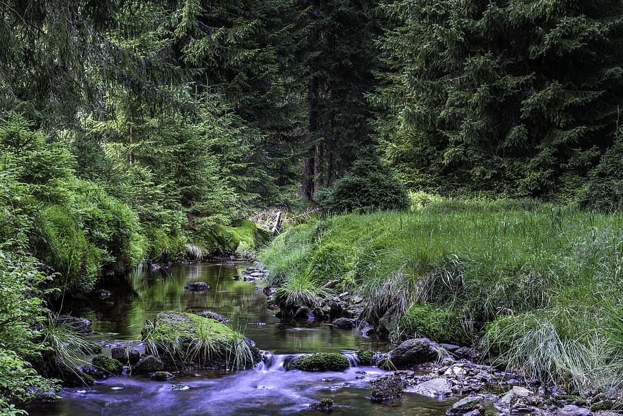 brook, tree, summer, holidays, nature, the brook, torrent, forest HD wallpaper