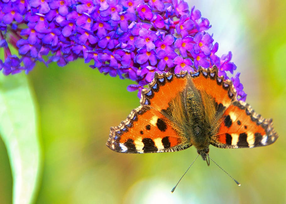 butterfly, flower, insect, animal wildlife, animal themes, one animal HD wallpaper