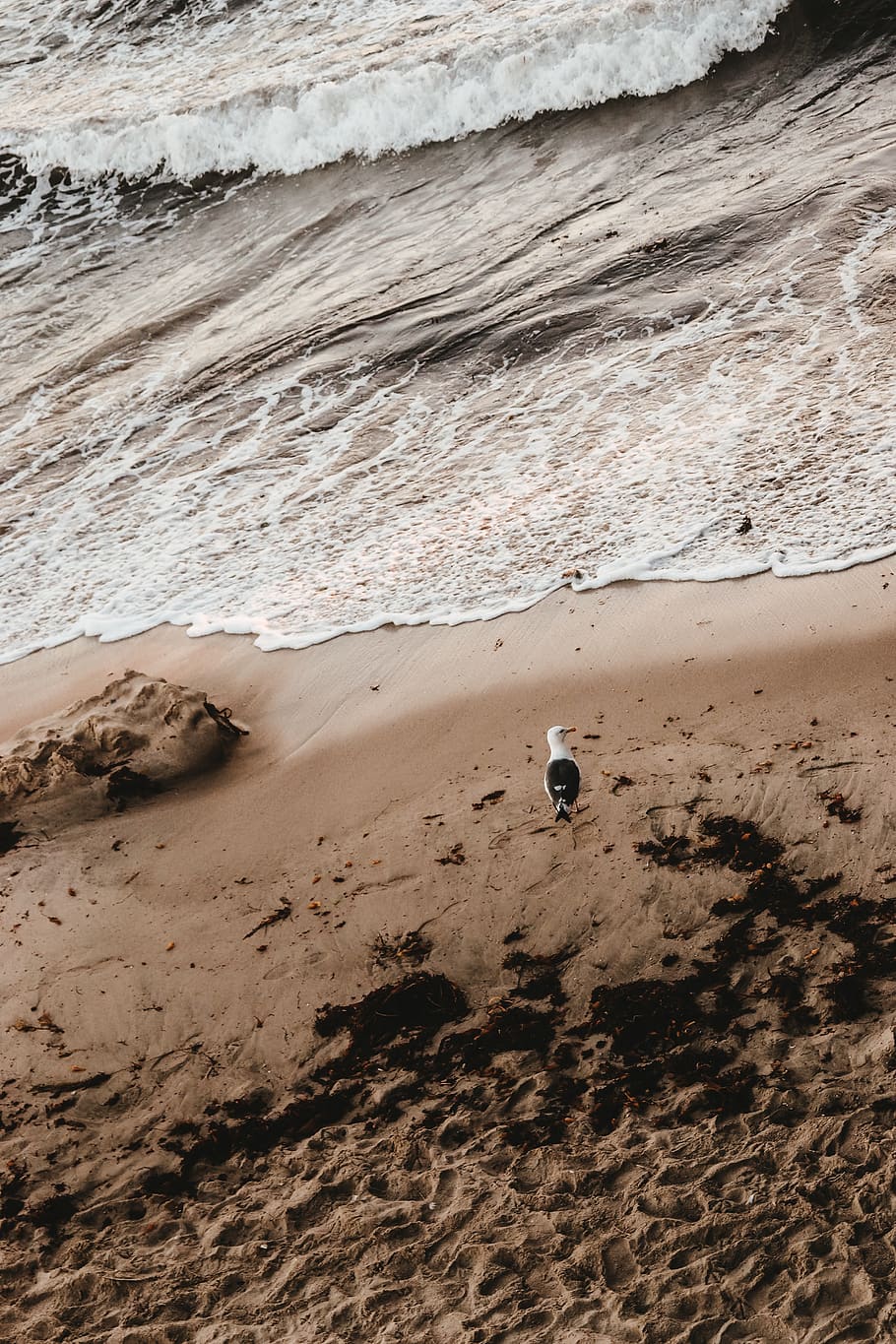 seagull standing on shore, land, sand, beach, water, beauty in nature HD wallpaper