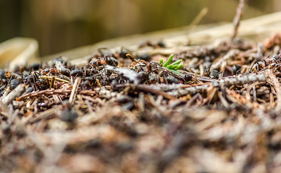 ant, ants, bug, bugs, insect, insects, nature, zoom, selective focus HD wallpaper