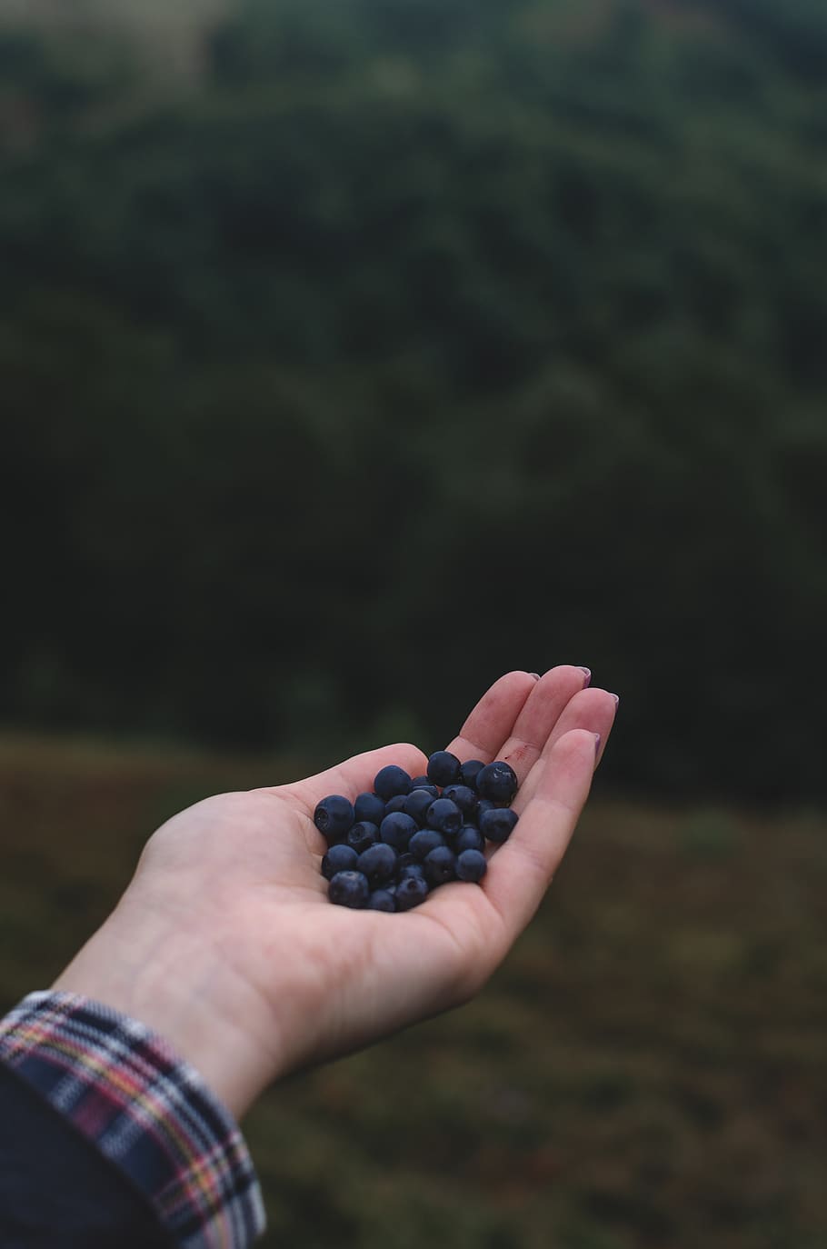blue berries on left human hand, food and drink, one person, human body part HD wallpaper