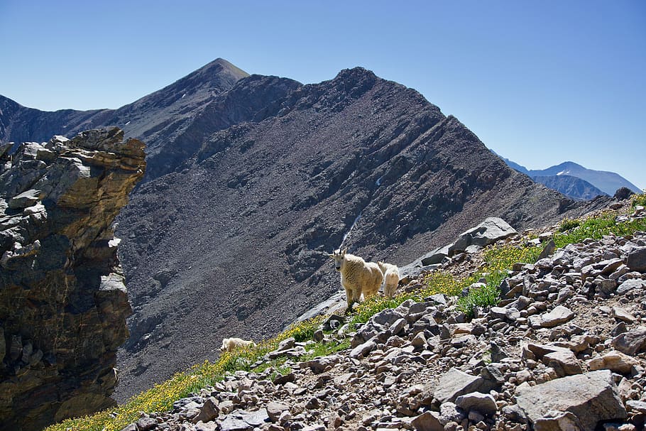 grays peak, united states, mountain, 14er, mountain goat, grays and torreys, HD wallpaper