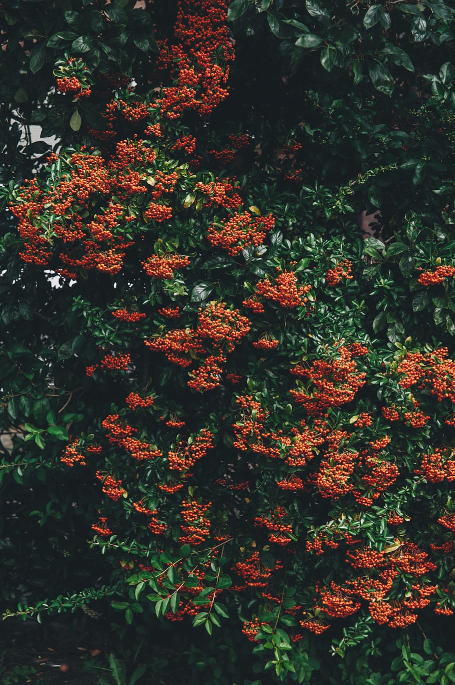 red flowers, plant, leaf, tree, maple, berries, maple leaf, vegetation HD wallpaper