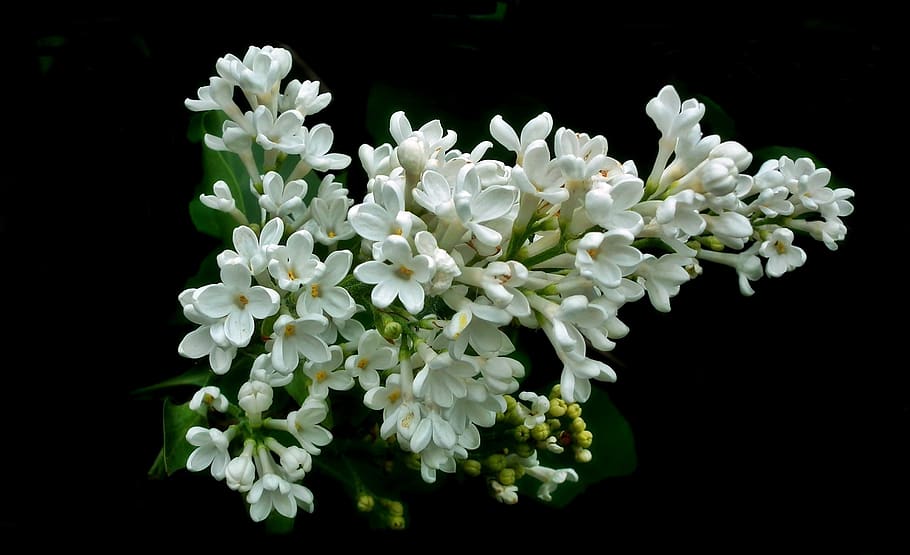 flower, without, white, plant, nature, floral, petal, closeup HD wallpaper