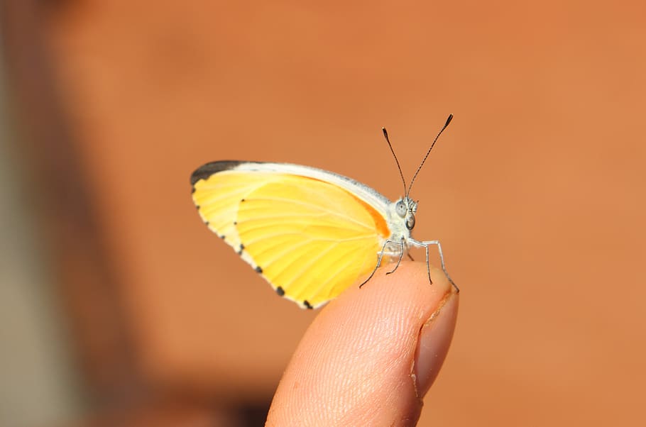 butterfly, yellow, insect, wing, animal, human body part, hand HD wallpaper