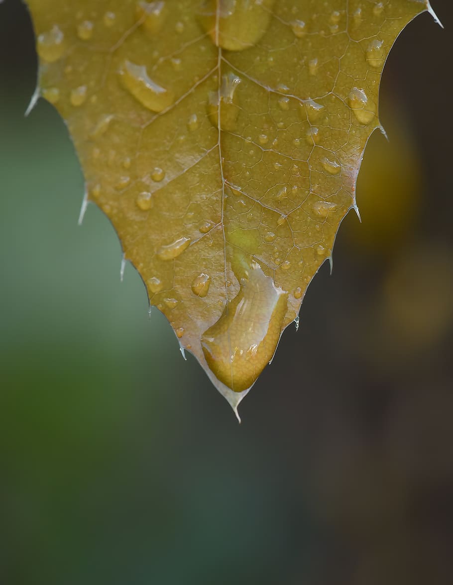 macro, soft ptr, green, doğal, nature, damla, leaf, bitki HD wallpaper