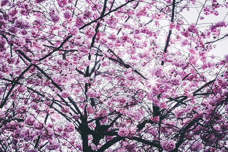 Cherry Blossom Tree, bloom, branches, flora, flowers, season HD wallpaper