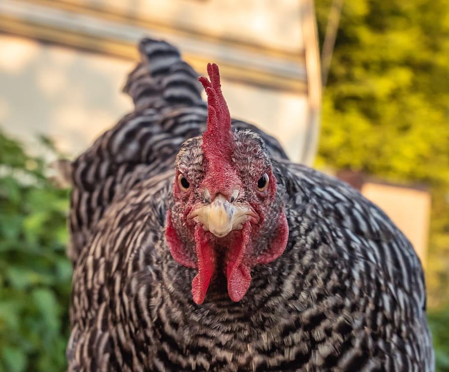 chicken, hen, poultry, range, bill, agriculture, animal, farm HD wallpaper