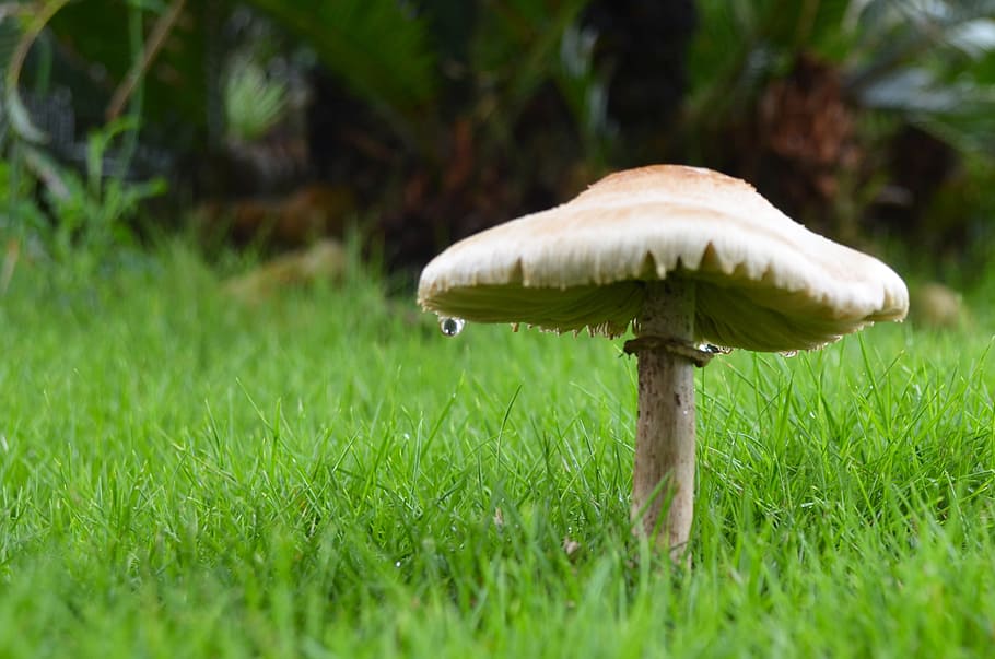 Mushroom after the rain, green, nature, plants, fungus, vegetable HD wallpaper