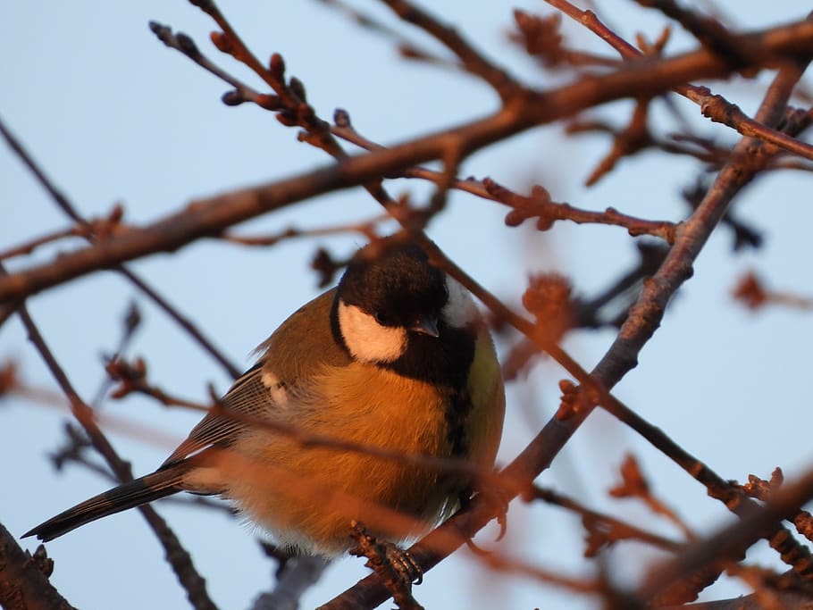 bird, gil, small, nature, ornithology, pen, wings, birds, beak HD wallpaper