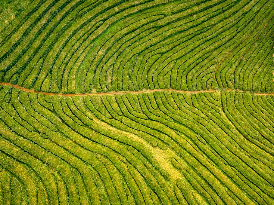 Green open. Фон вид сверху. Аэрофотоснимок. Картинки чайных плантаций. Чайные плантации в Китае картинки.