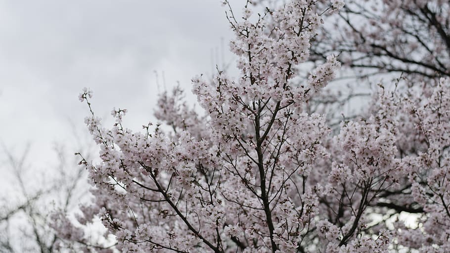 pink trees, plant, blossom, flower, cherry blossom, ditch, planting HD wallpaper